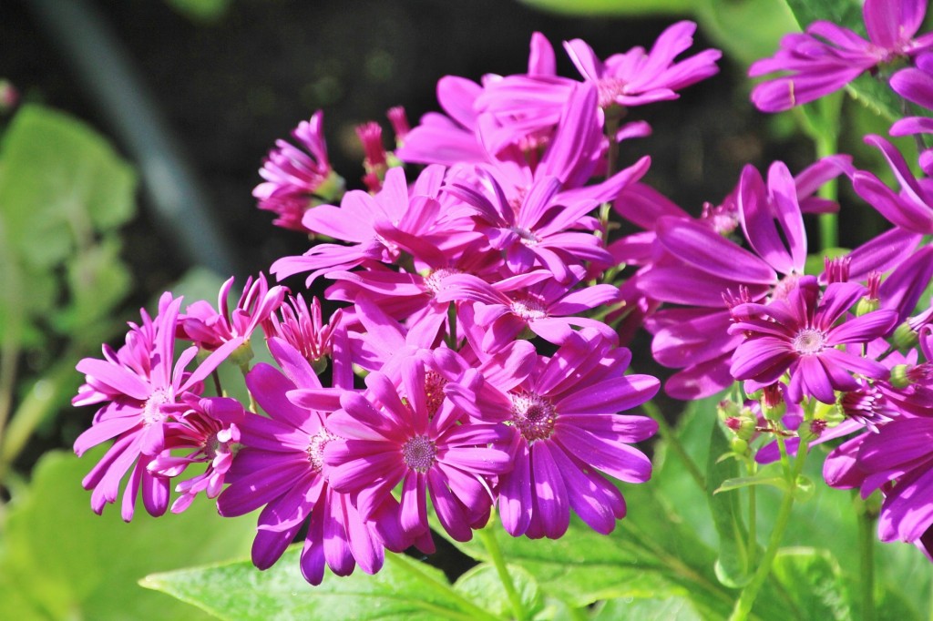 Foto: Jardín Botánico - Blanes (Girona), España