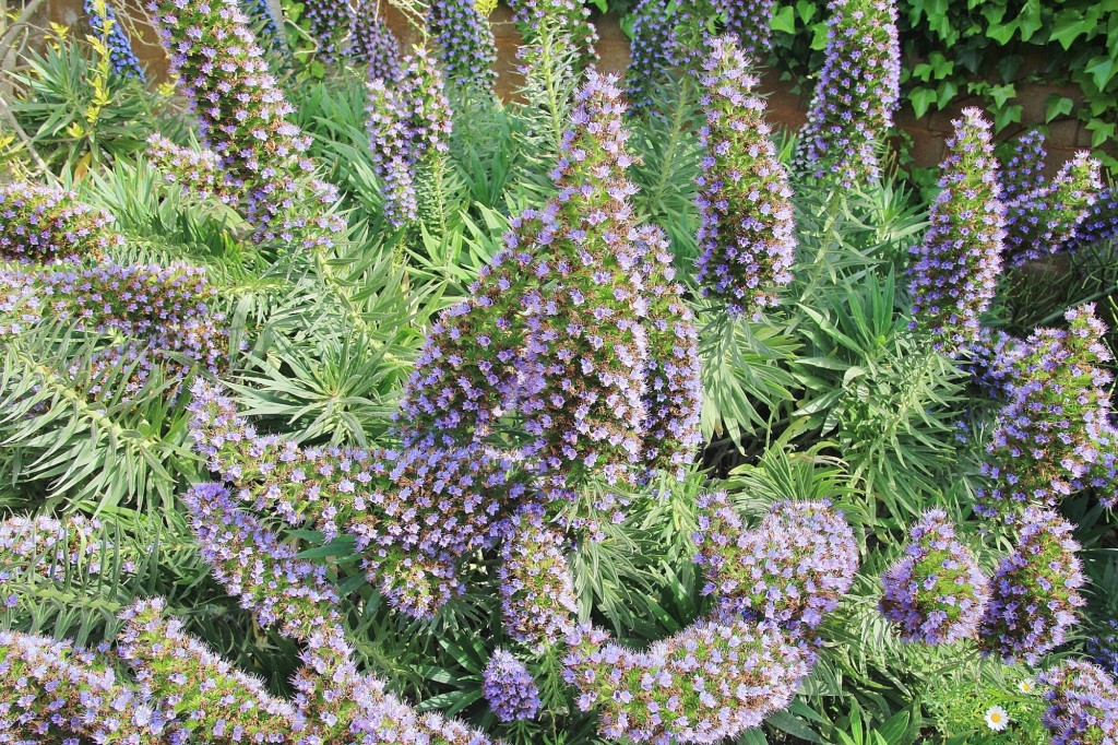 Foto: Jardín Botánico - Blanes (Girona), España