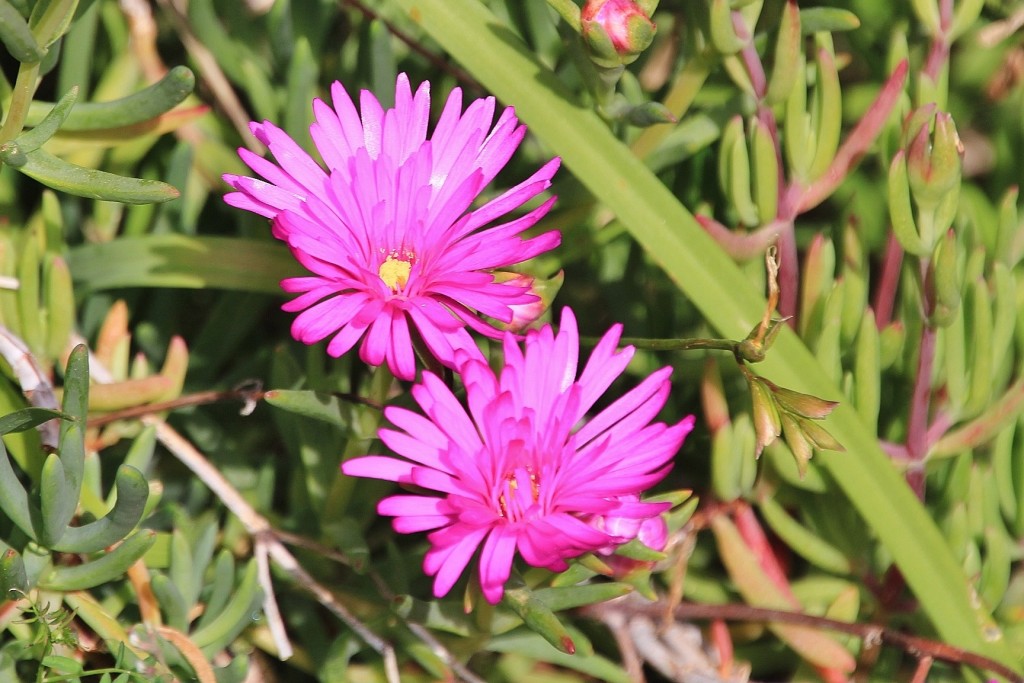 Foto: Jardín Botánico - Blanes (Girona), España