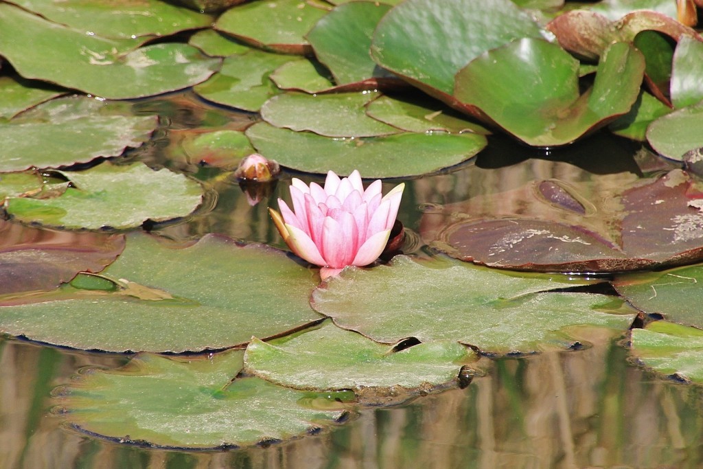 Foto: Jardín Botánico - Blanes (Girona), España