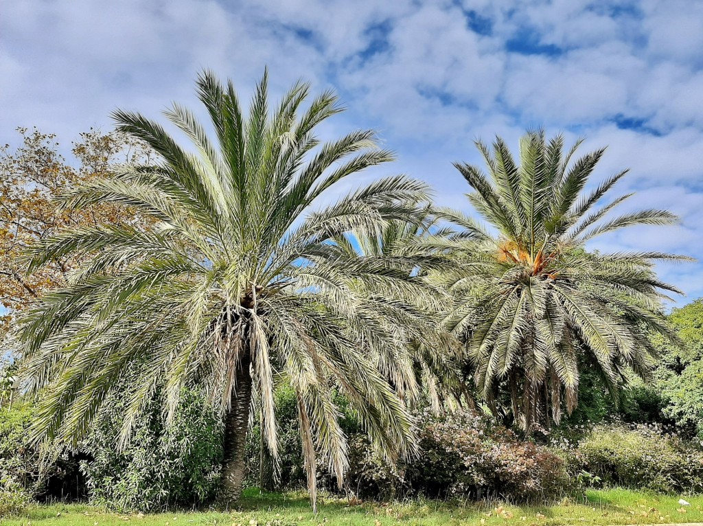 Foto: Jardín - Barcelona (Cataluña), España