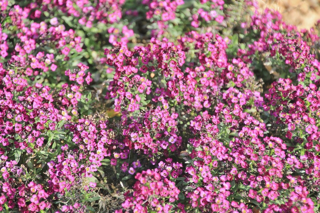 Foto: Jardín Botánico - Blanes (Girona), España