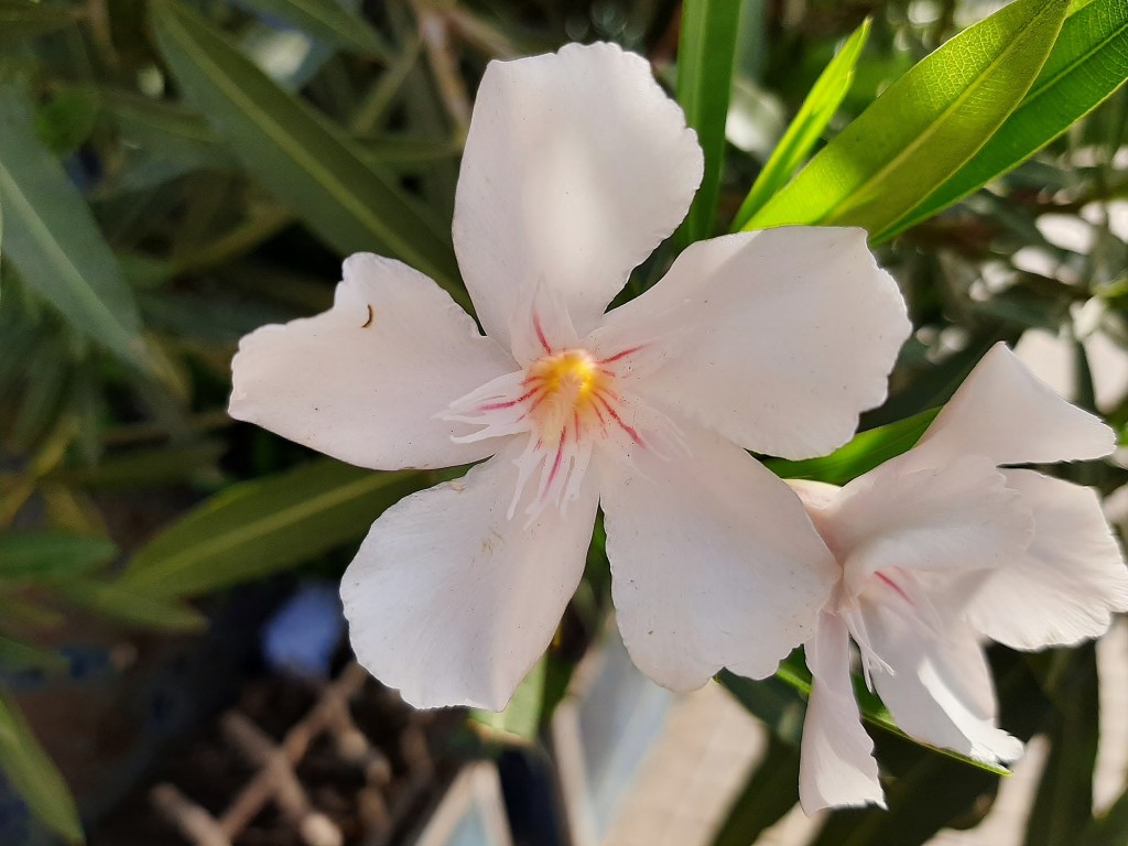 Foto: Flores en la ciudad - Barcelona (Cataluña), España