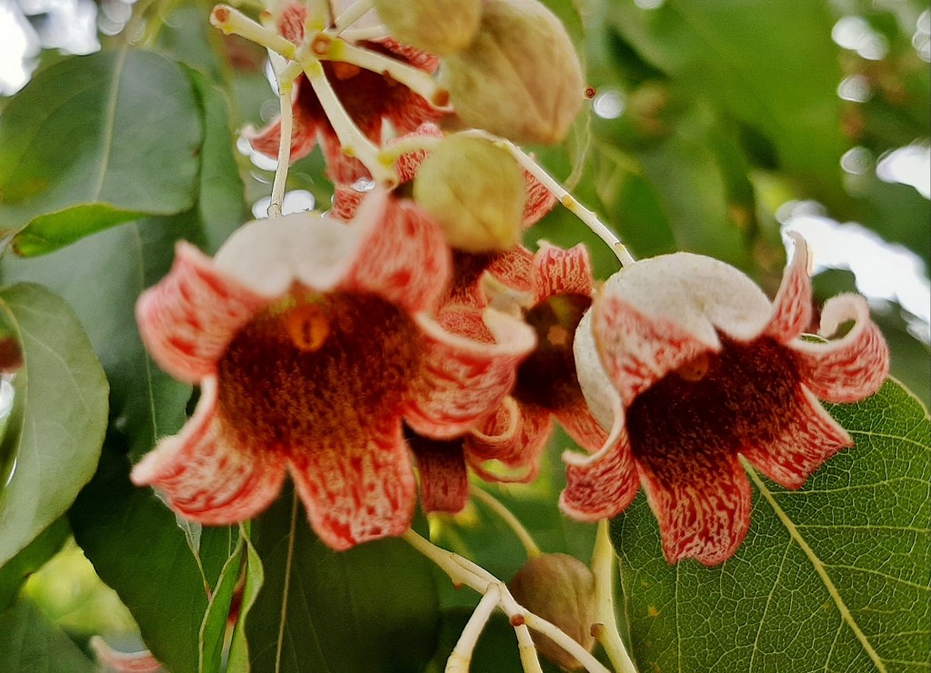 Foto: Flores en la ciudad - Barcelona (Cataluña), España