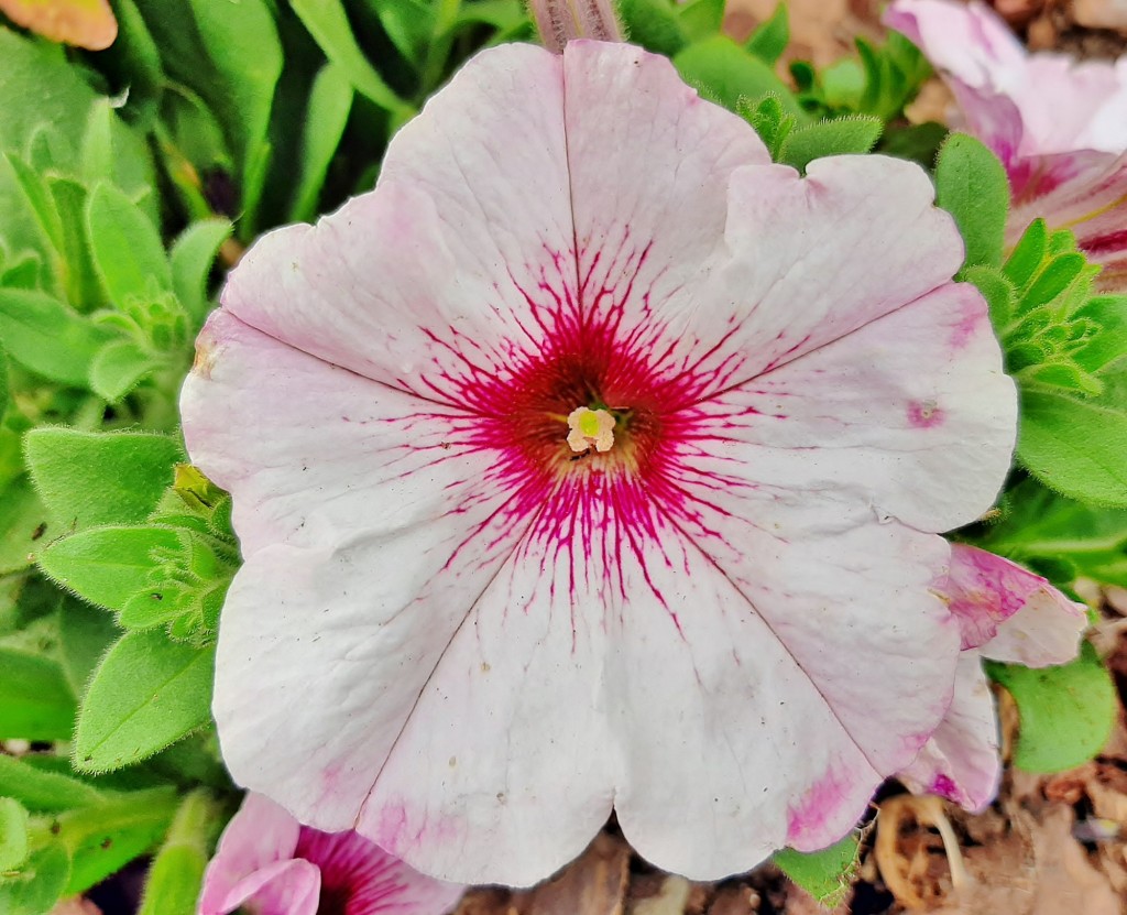 Foto: Flores en la ciudad - Barcelona (Cataluña), España