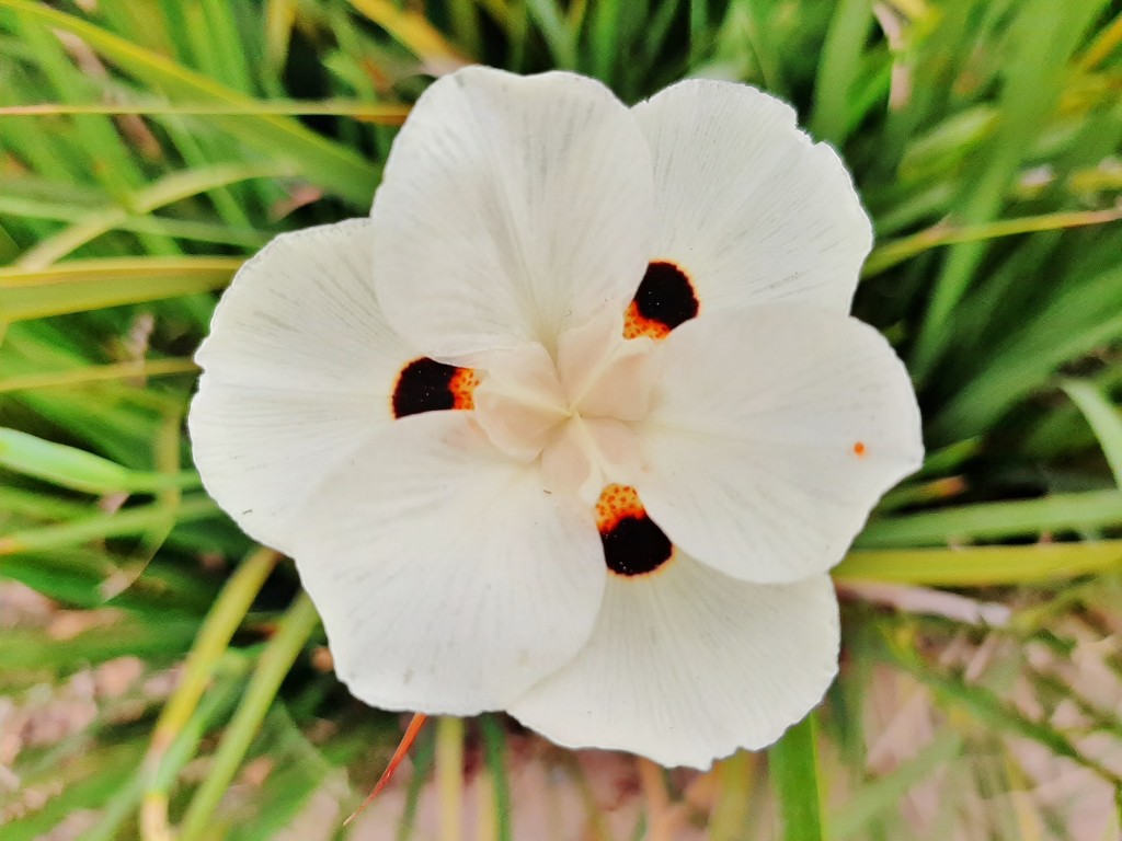 Foto: Flores en la ciudad - Barcelona (Cataluña), España