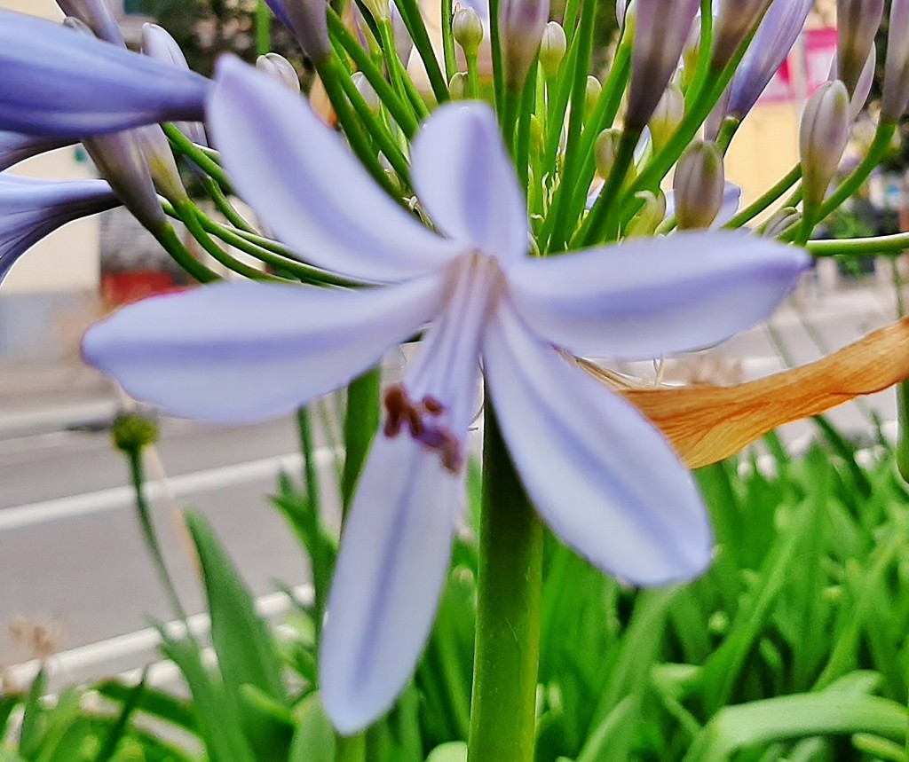 Foto: Flores en la ciudad - Barcelona (Cataluña), España