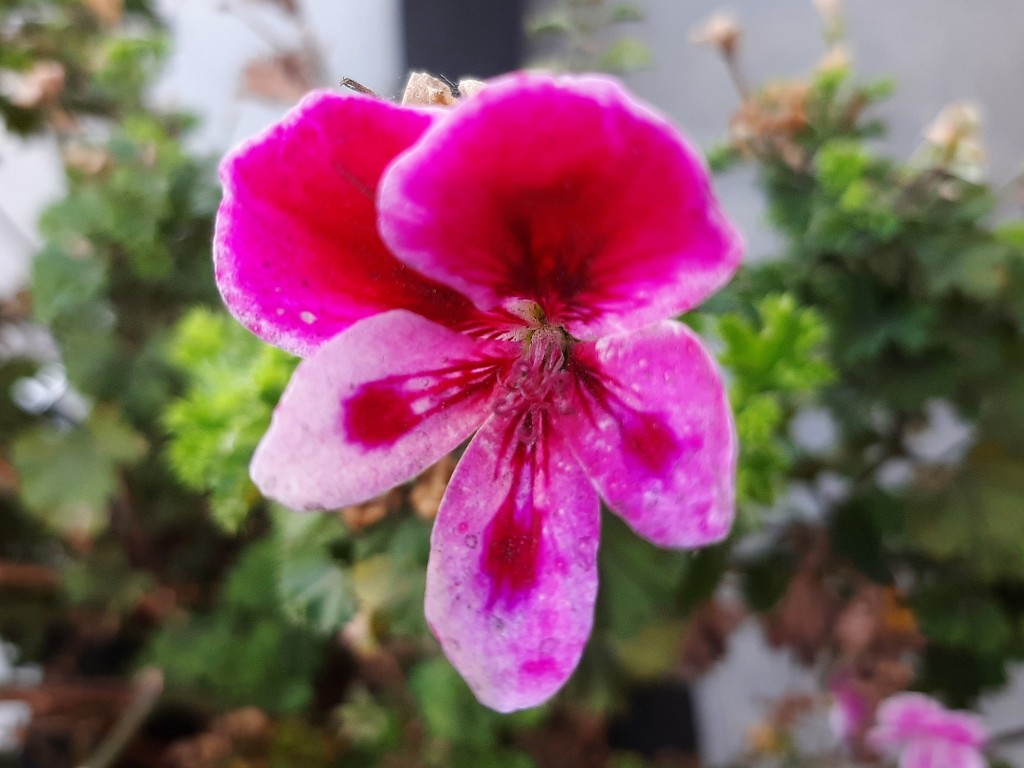 Foto: Flores en la ciudad - Barcelona (Cataluña), España