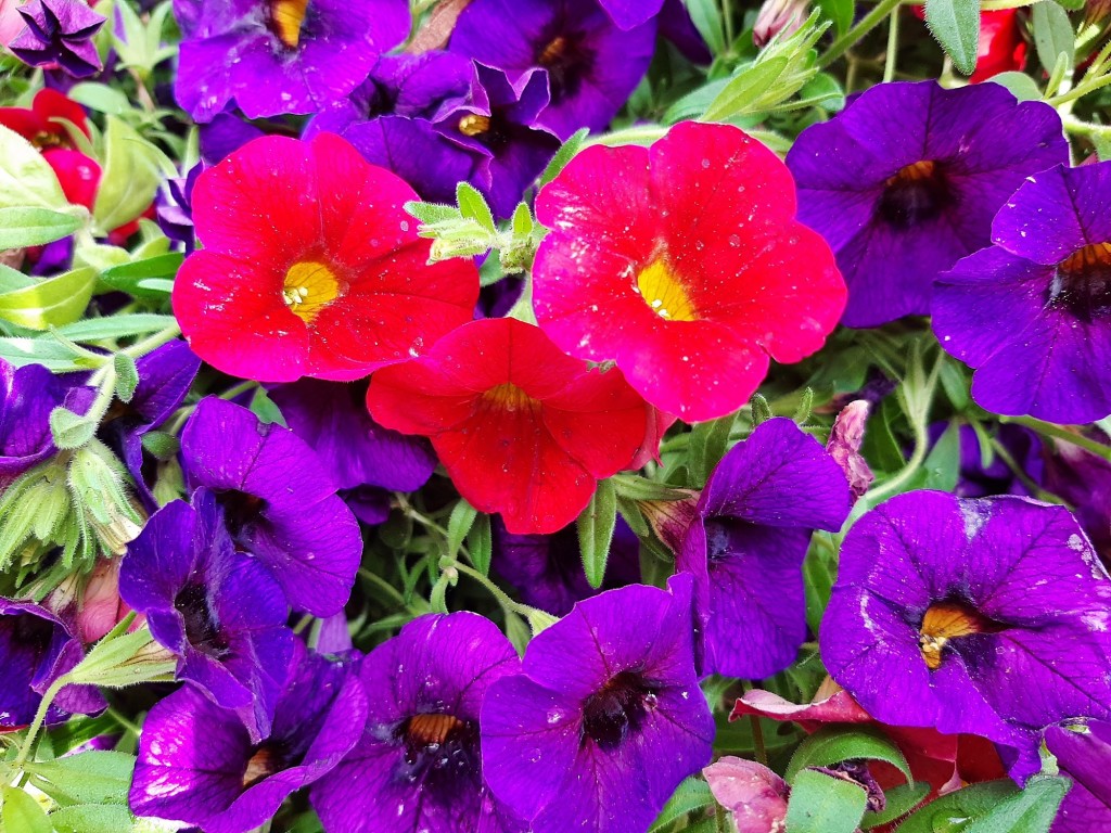 Foto: Flores en la ciudad - Barcelona (Cataluña), España