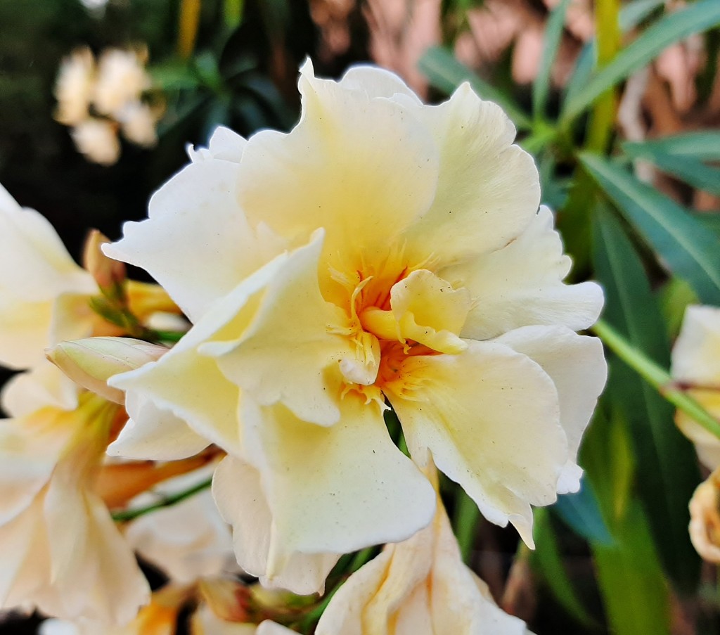 Foto: Flores en la ciudad - Barcelona (Cataluña), España