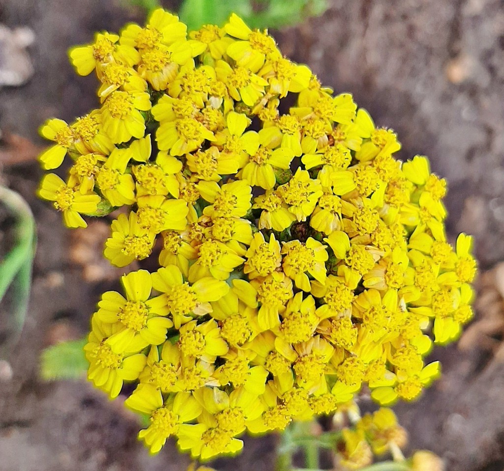 Foto: Flores en la ciudad - Barcelona (Cataluña), España