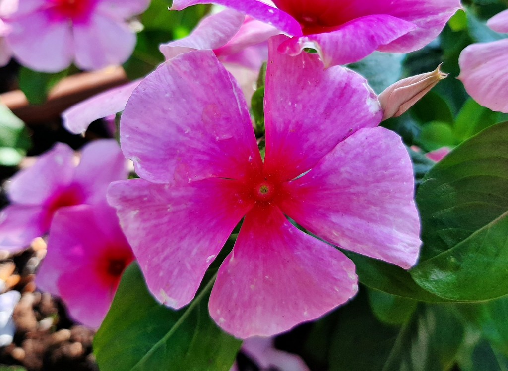 Foto: Flores en la ciudad - Barcelona (Cataluña), España