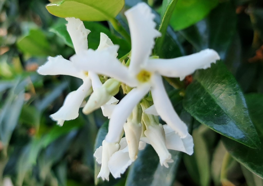 Foto: Flores en la ciudad - Barcelona (Cataluña), España