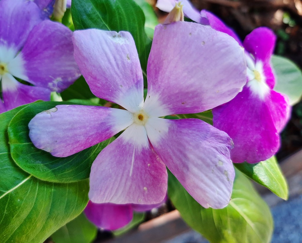 Foto: Flores en la ciudad - Barcelona (Cataluña), España