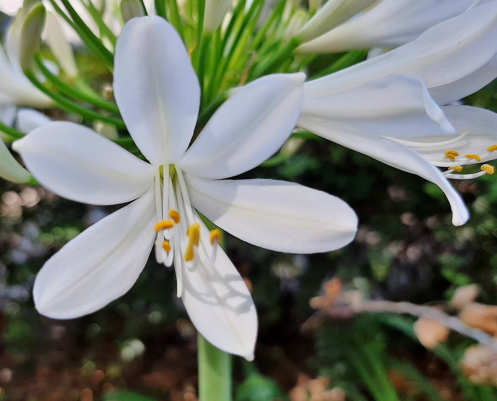 Foto: Flores en la ciudad - Barcelona (Cataluña), España