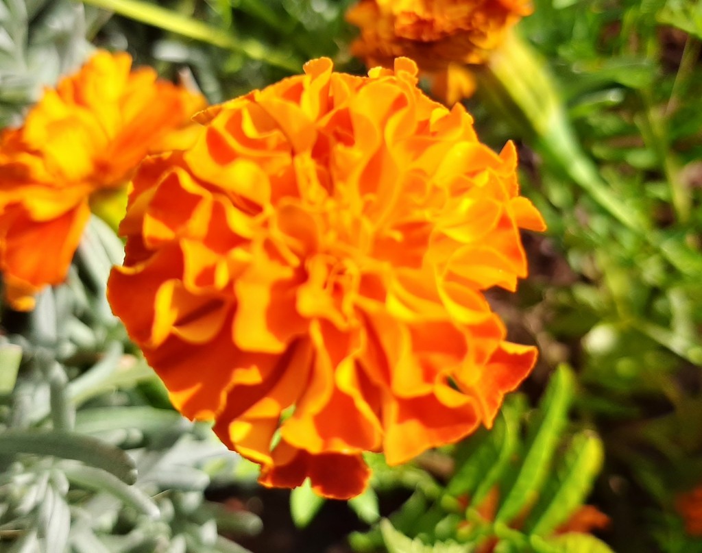 Foto: Flores en la ciudad - Barcelona (Cataluña), España