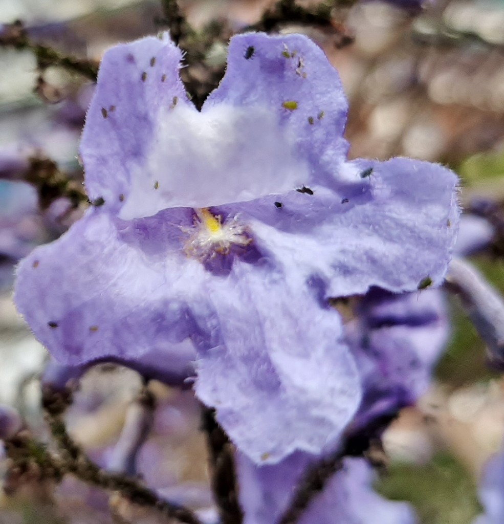 Foto: Flores en la ciudad - Barcelona (Cataluña), España