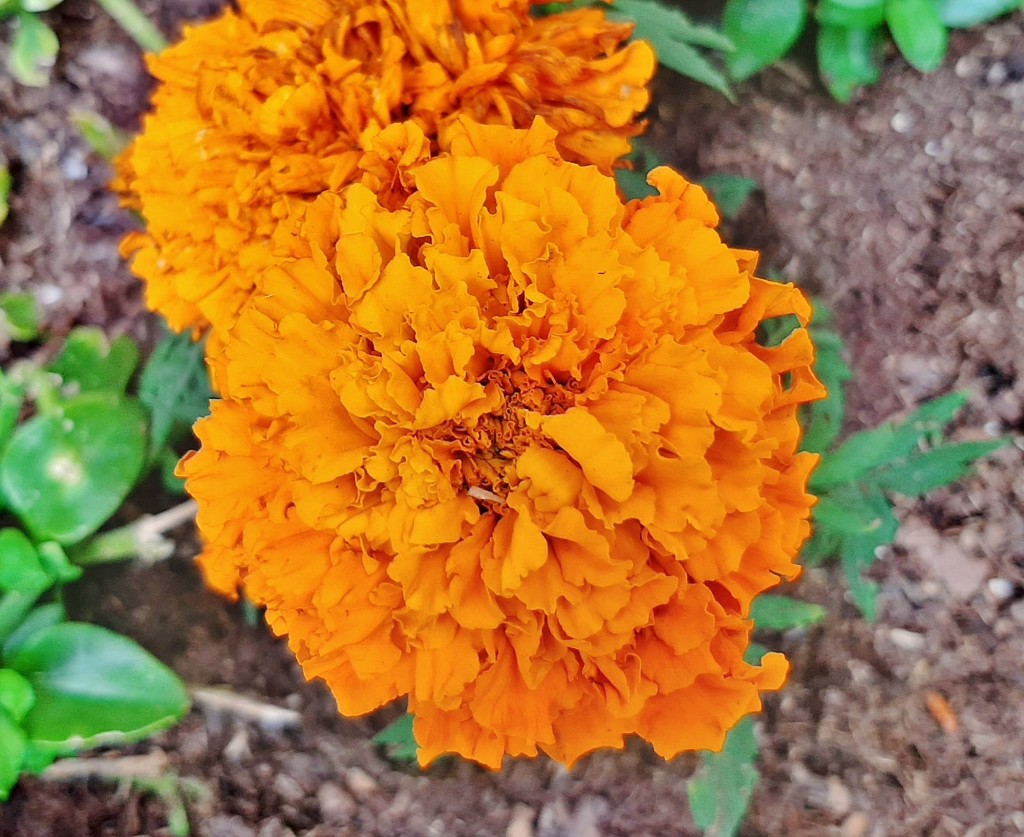 Foto: Flores en la ciudad - Barcelona (Cataluña), España