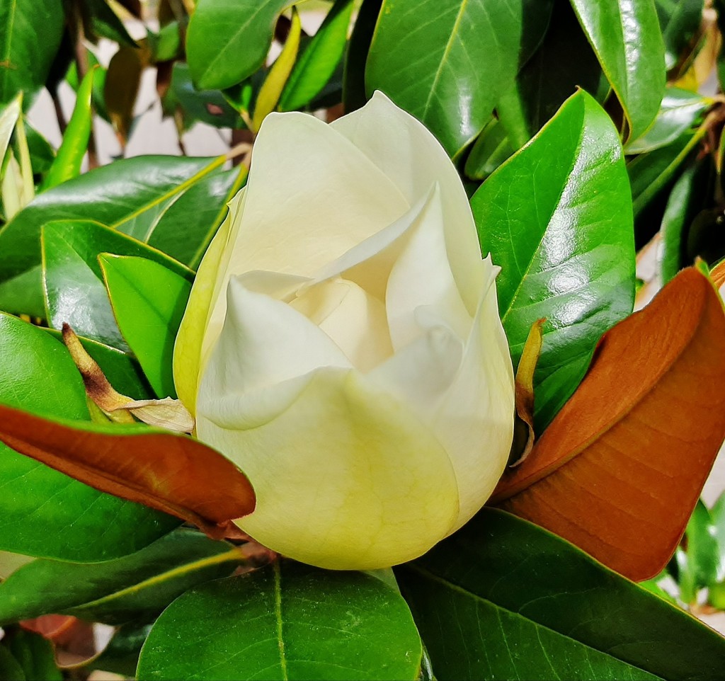 Foto: Flores en la ciudad - Barcelona (Cataluña), España