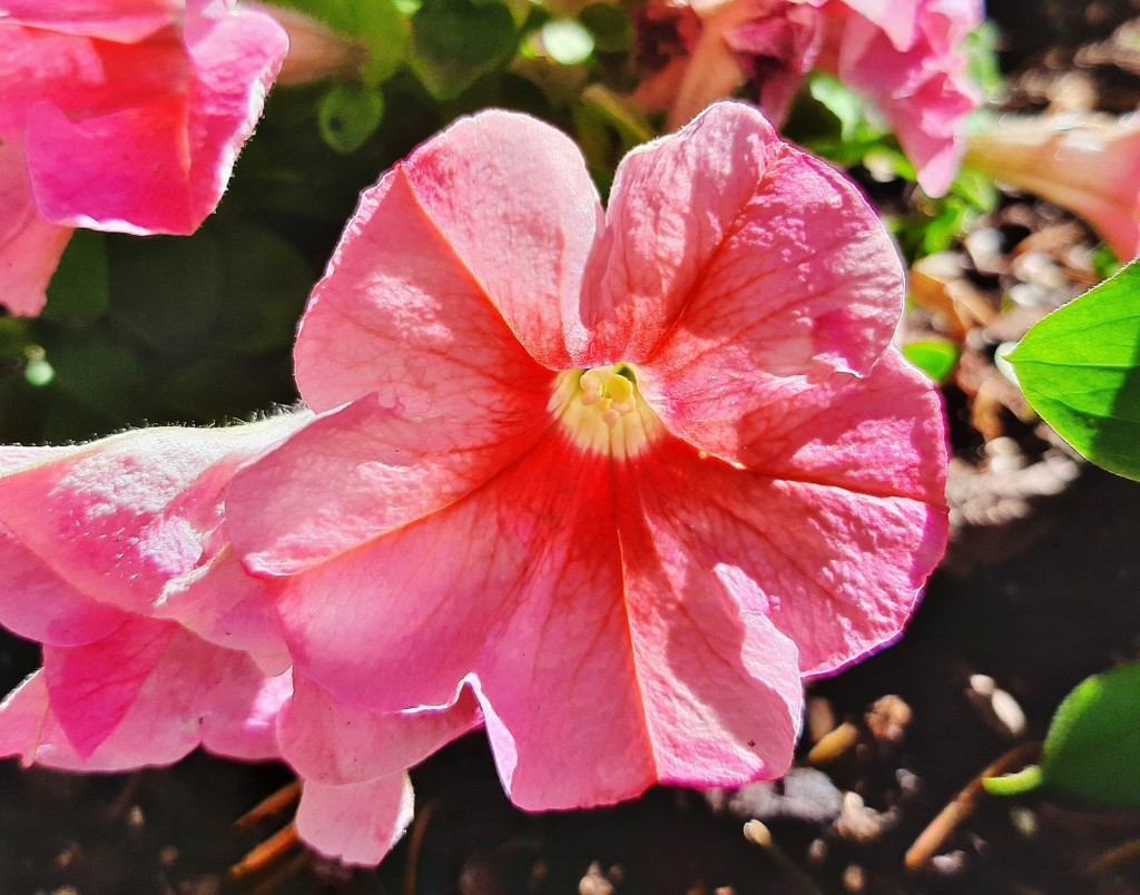 Foto: Flores en la ciudad - Barcelona (Cataluña), España