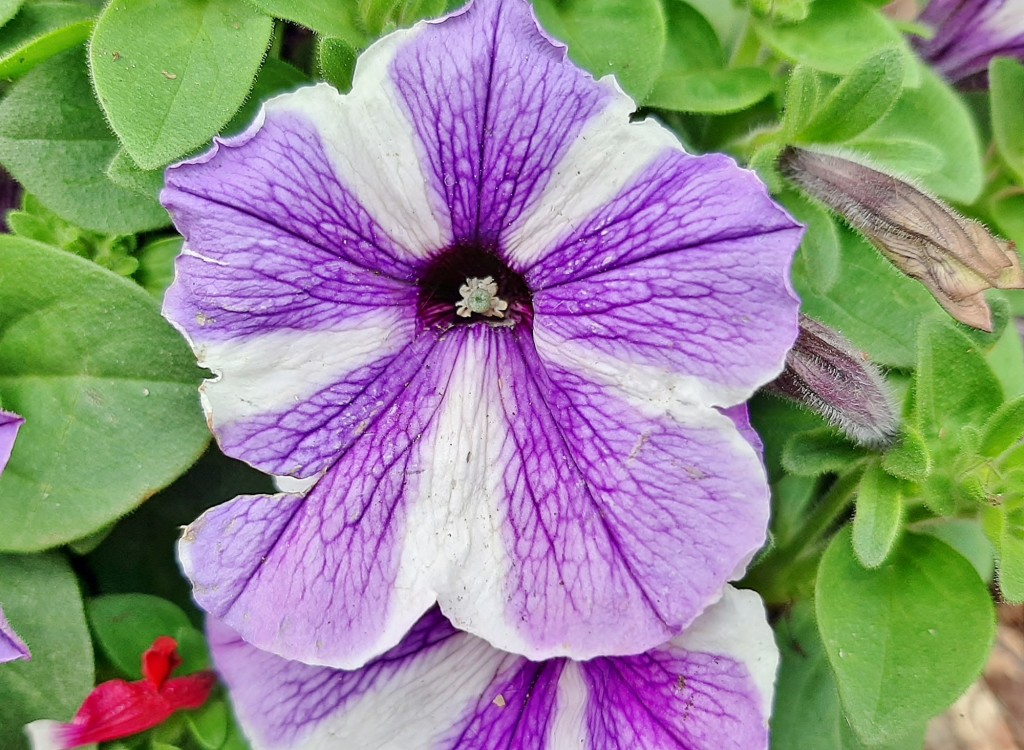 Foto: Flores en la ciudad - Barcelona (Cataluña), España