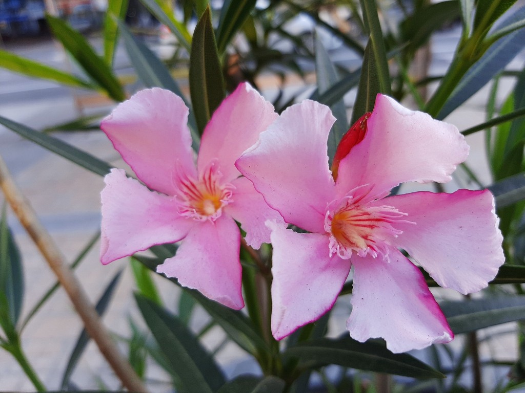 Foto: Flores en la ciudad - Barcelona (Cataluña), España