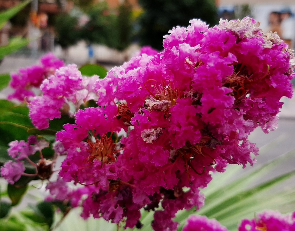 Foto: Flores en la ciudad - Barcelona (Cataluña), España