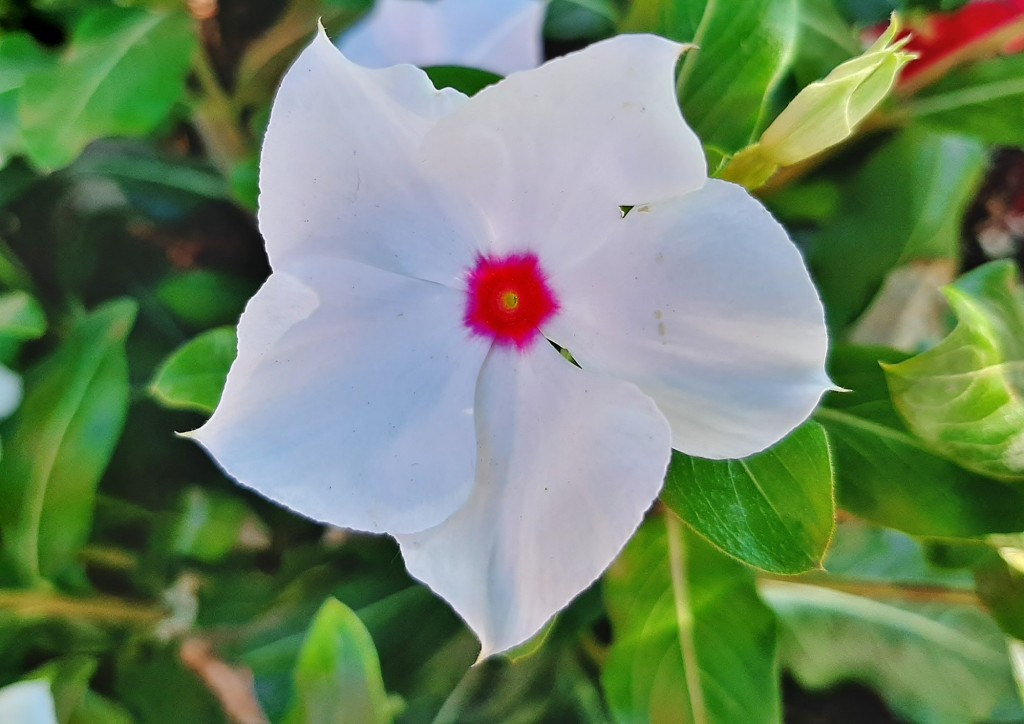 Foto: Flores en la ciudad - Barcelona (Cataluña), España