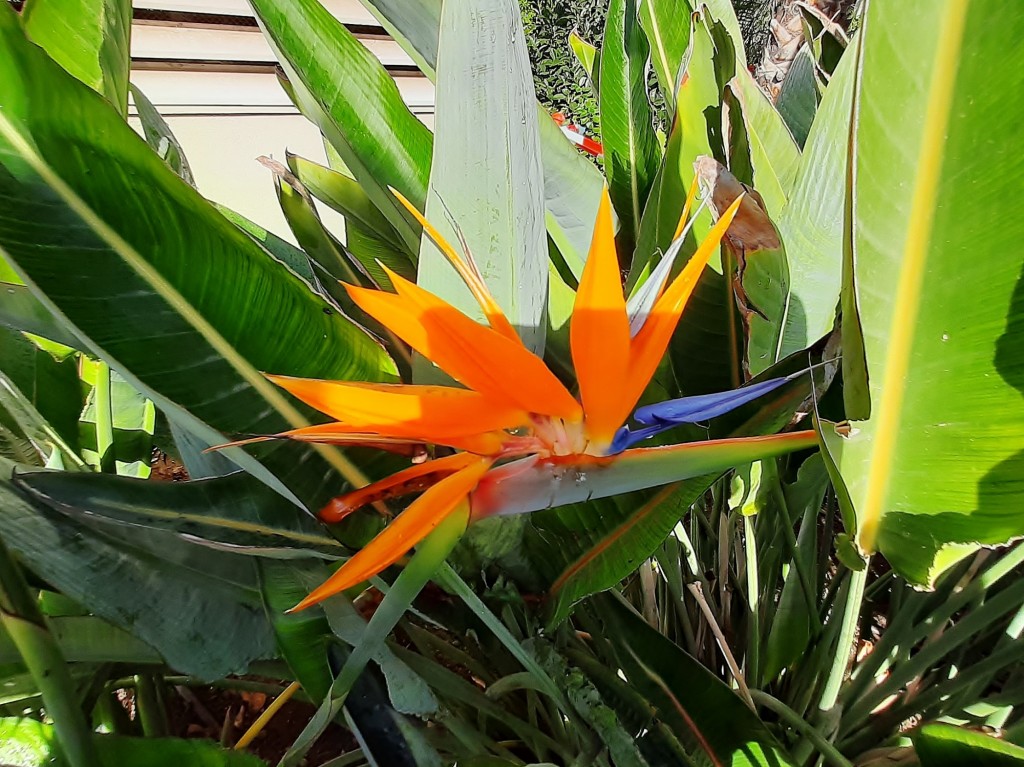 Foto: Flores en la ciudad - Barcelona (Cataluña), España