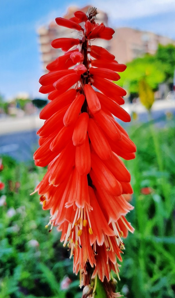 Foto: Flores en la ciudad - Barcelona (Cataluña), España