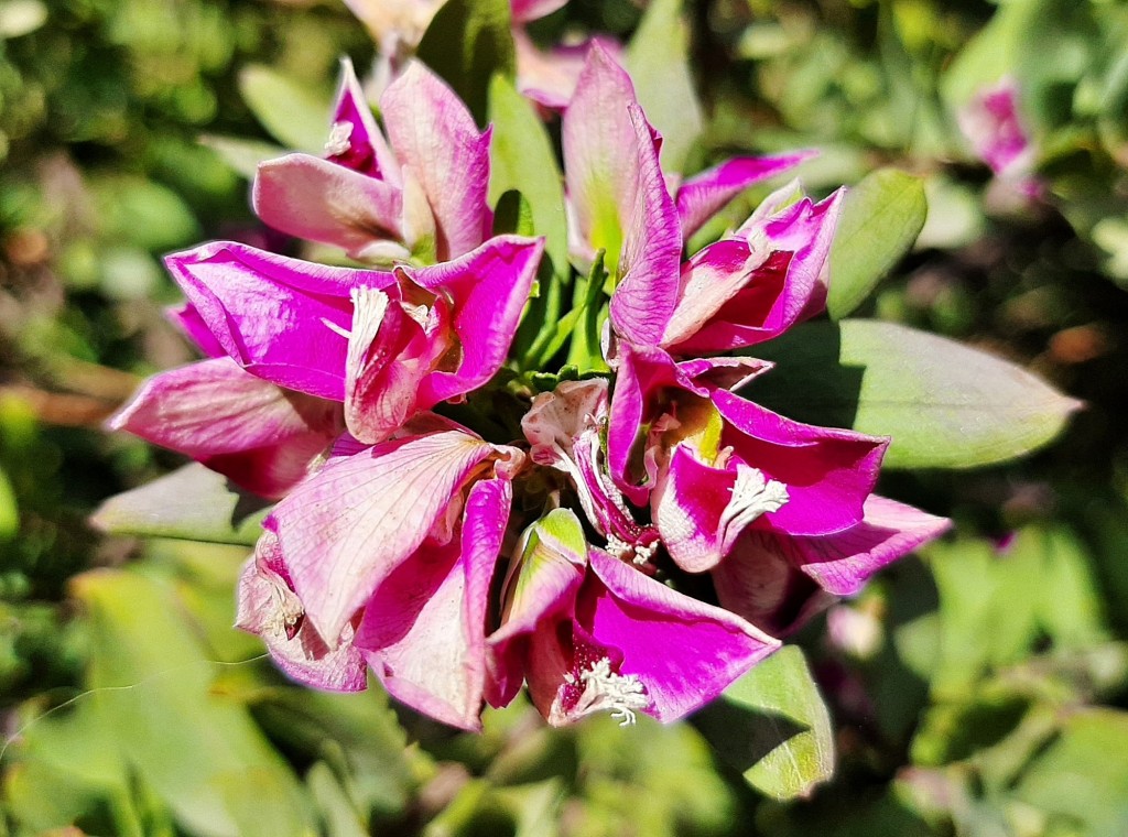 Foto: Flores en la ciudad - Barcelona (Cataluña), España