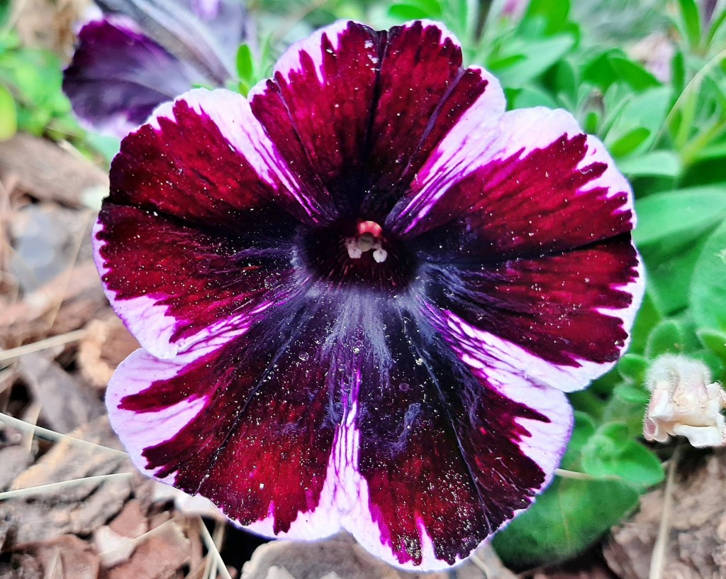 Foto: Flores en la ciudad - Barcelona (Cataluña), España