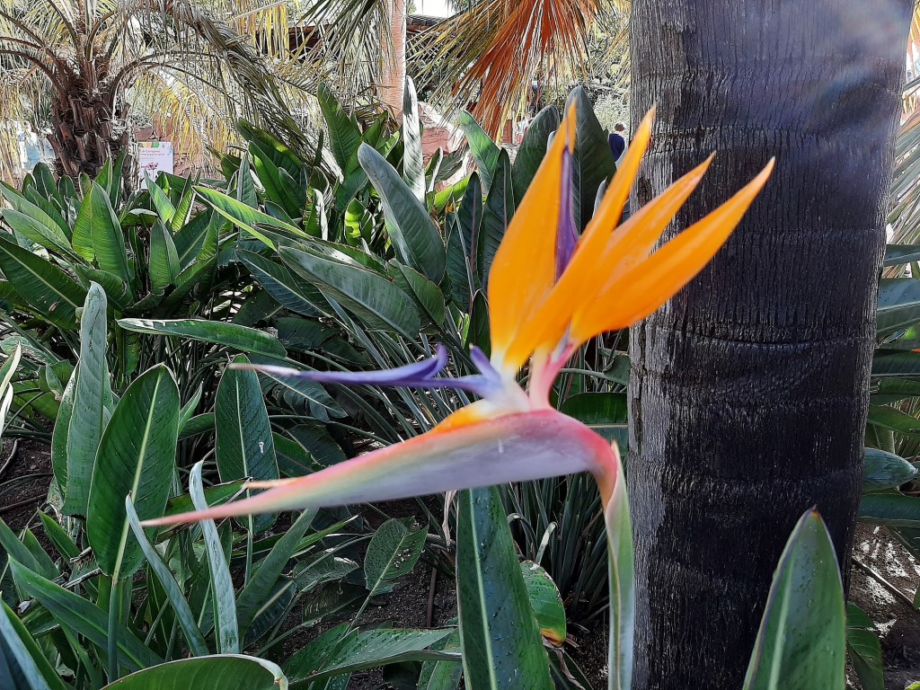 Foto: Flores en la ciudad - Barcelona (Cataluña), España