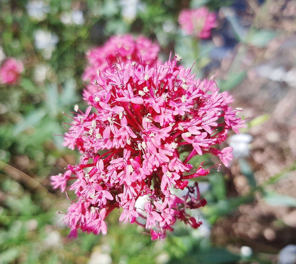 Foto: Flores en la ciudad - Barcelona (Cataluña), España