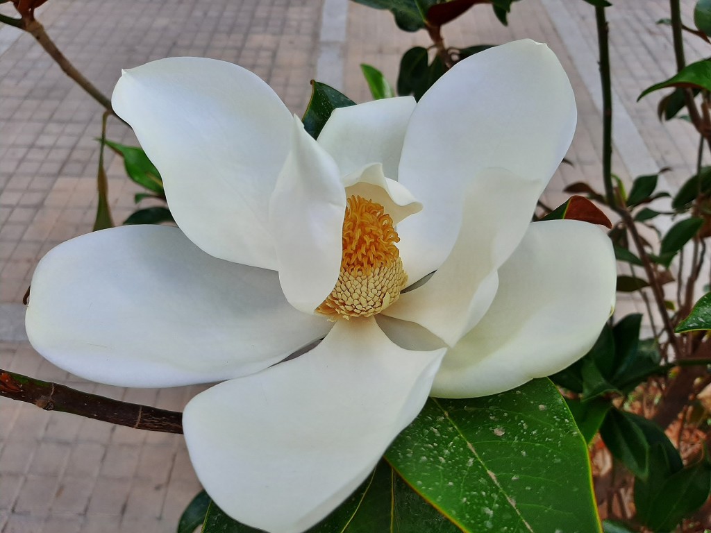 Foto: Flores en la ciudad - Barcelona (Cataluña), España