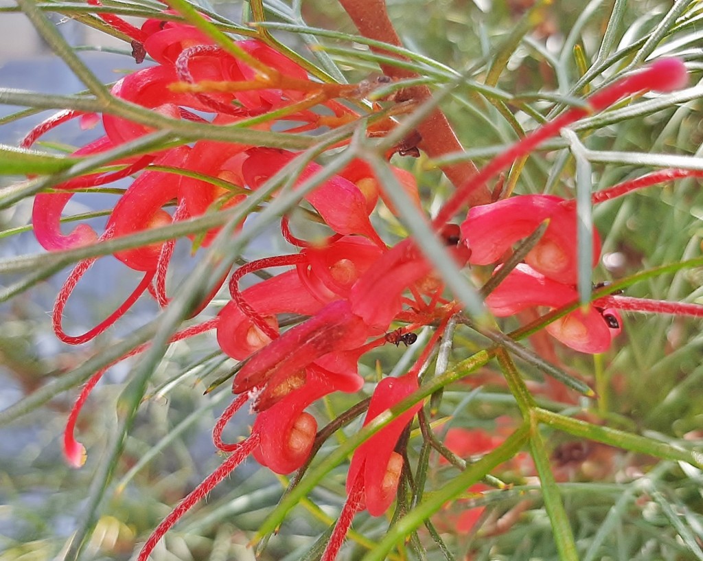 Foto: Flores en la ciudad - Barcelona (Cataluña), España