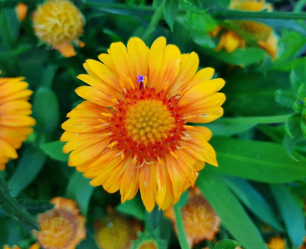 Foto: Flores en la ciudad - Barcelona (Cataluña), España