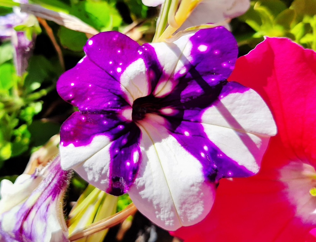 Foto: Flores en la ciudad - Barcelona (Cataluña), España