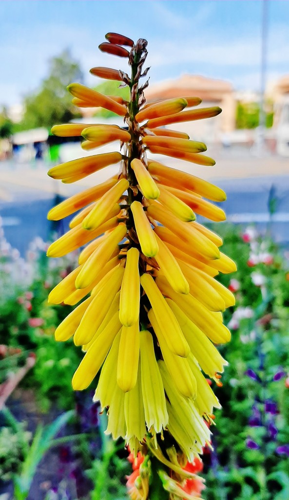 Foto: Flores en la ciudad - Barcelona (Cataluña), España