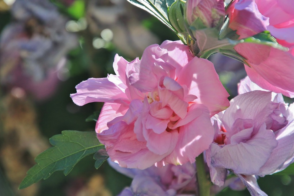 Foto: Flor - Lastres (Asturias), España