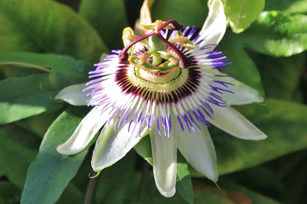 Foto: Flor - Lastres (Asturias), España