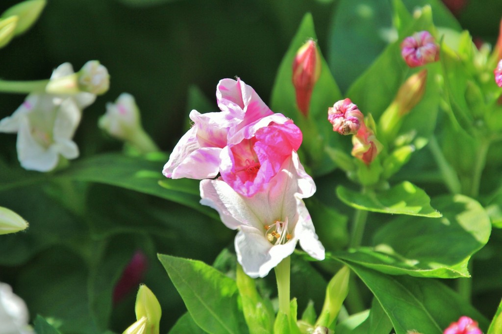 Foto: Flor - Lastres (Asturias), España