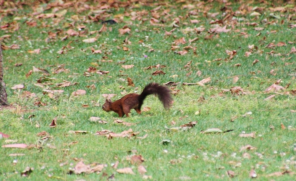 Foto: Parque de Isabel la Católica - Gijón (Asturias), España