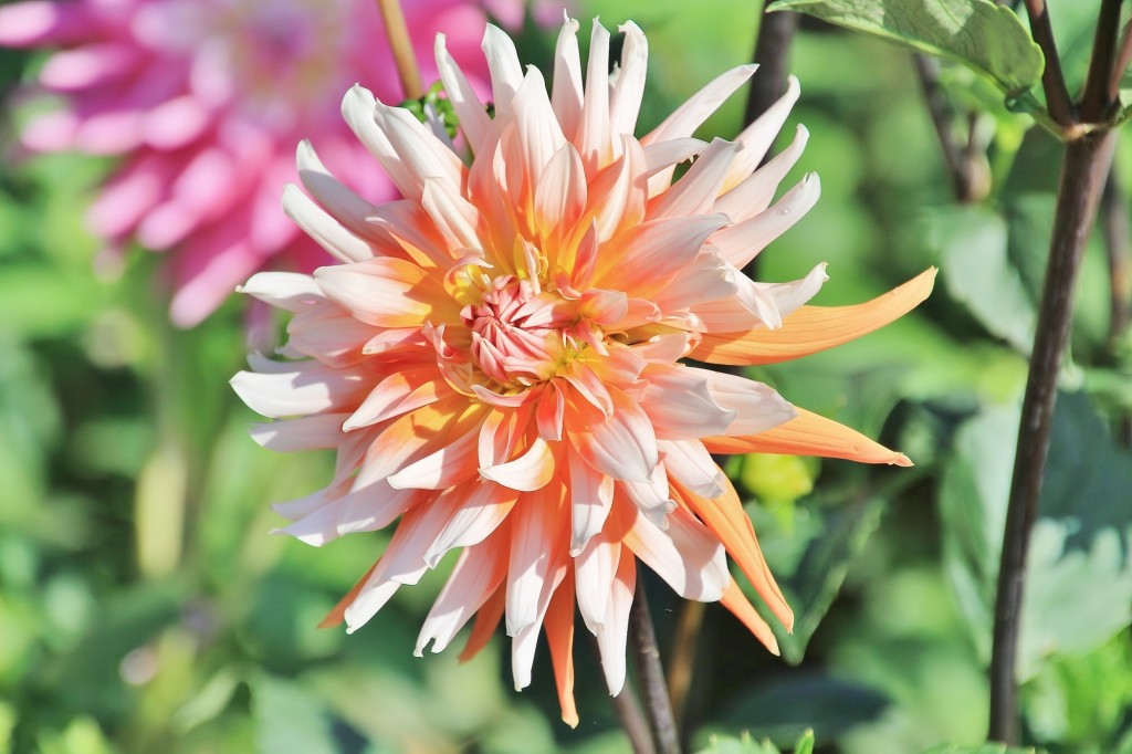 Foto: Plantación de Dalias - Capolat (Barcelona), España