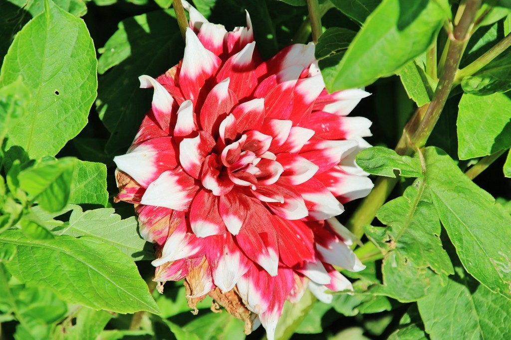 Foto: Plantación de Dalias - Capolat (Barcelona), España