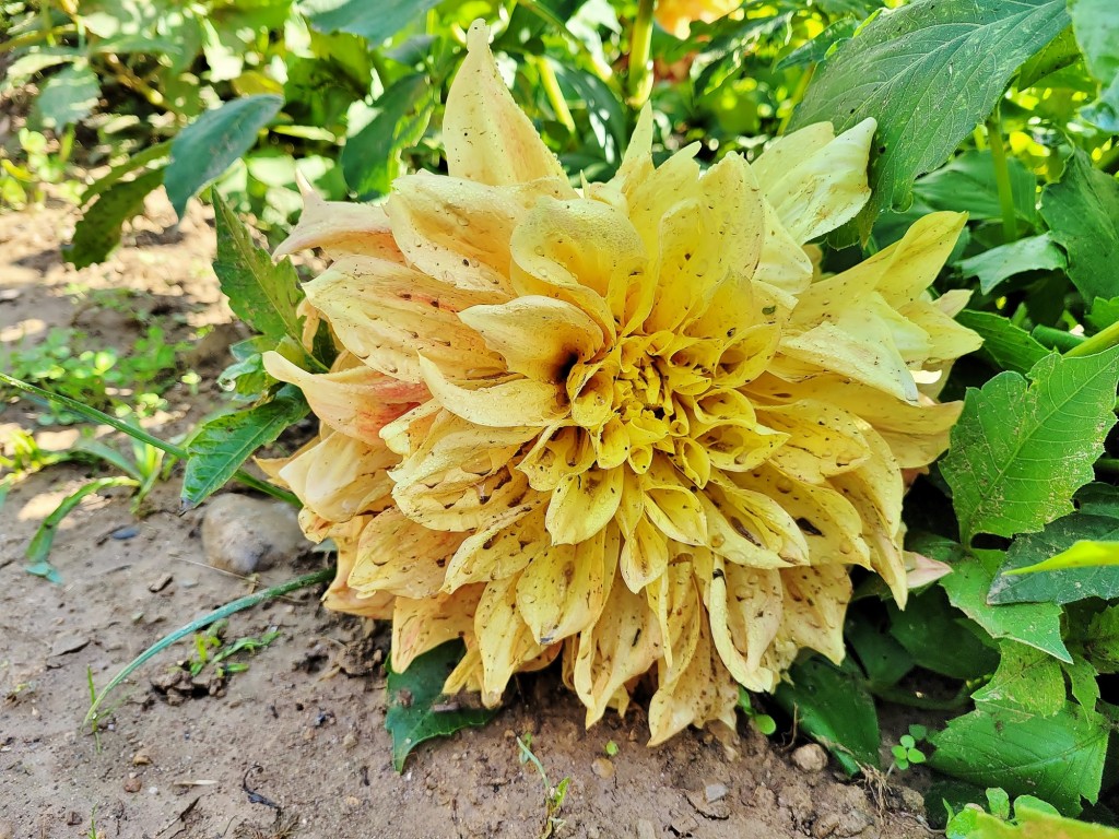 Foto: Plantación de Dalias - Capolat (Barcelona), España