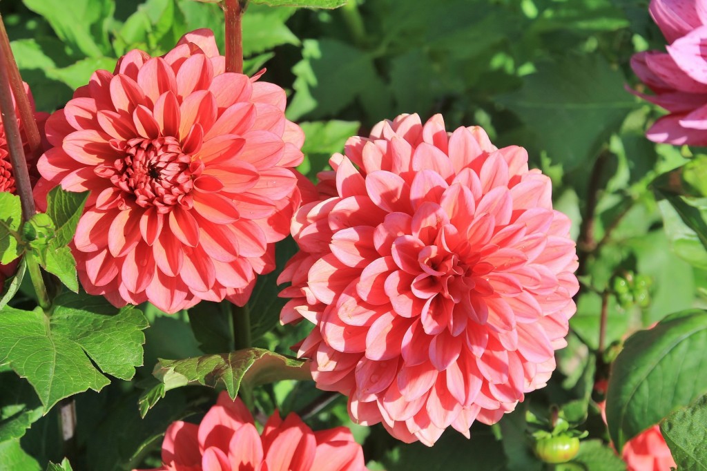 Foto: Plantación de Dalias - Capolat (Barcelona), España