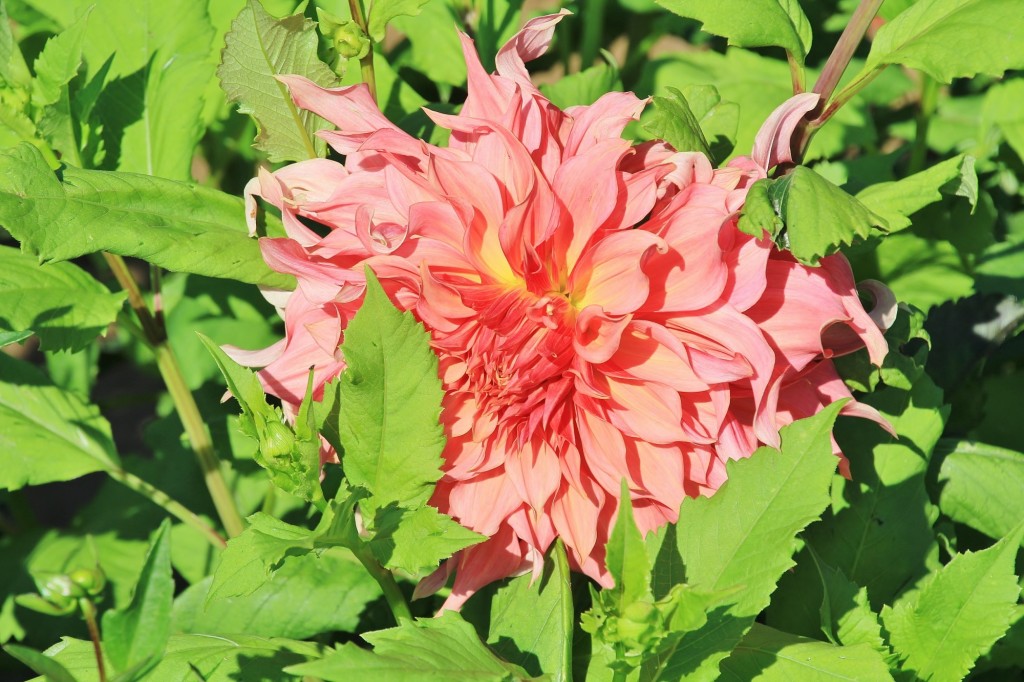 Foto: Plantación de Dalias - Capolat (Barcelona), España