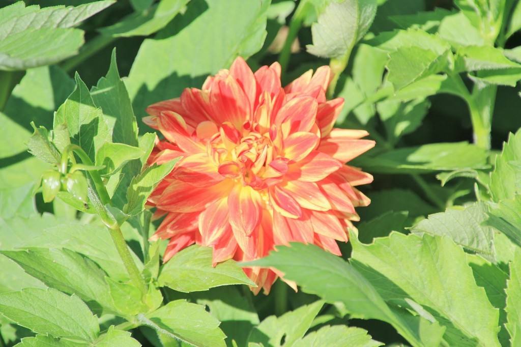 Foto: Plantación de Dalias - Capolat (Barcelona), España