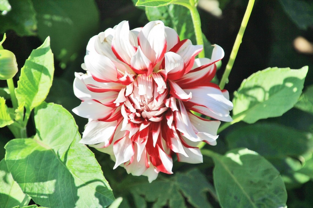 Foto: Plantación de Dalias - Capolat (Barcelona), España